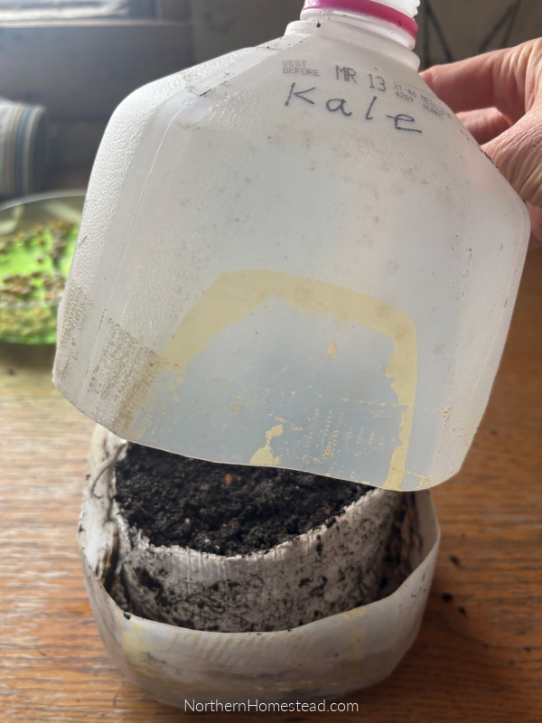 Seed Snails for Seed Starting