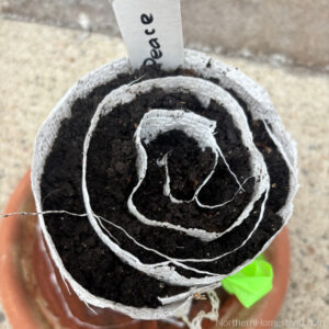 Seed Snails for Seed Starting