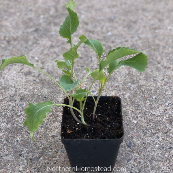 Tips on Buying Vegetable and Herb Seedlings