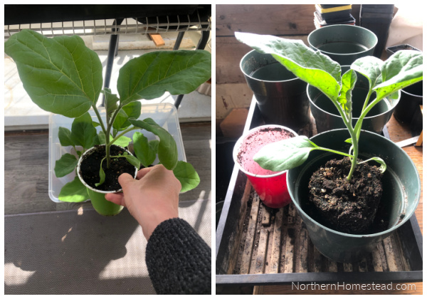 Tips on Buying Vegetable and Herb Seedlings