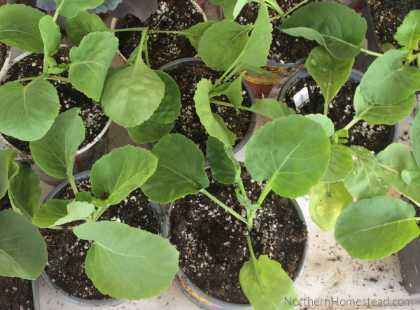 Fertilizer: Feeding the seedlings