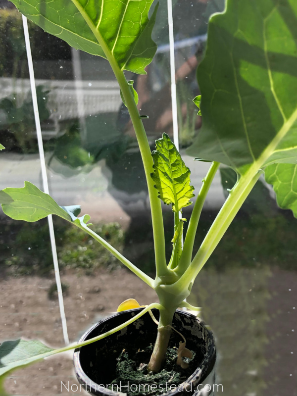 Tips on Buying Vegetable and Herb Seedlings