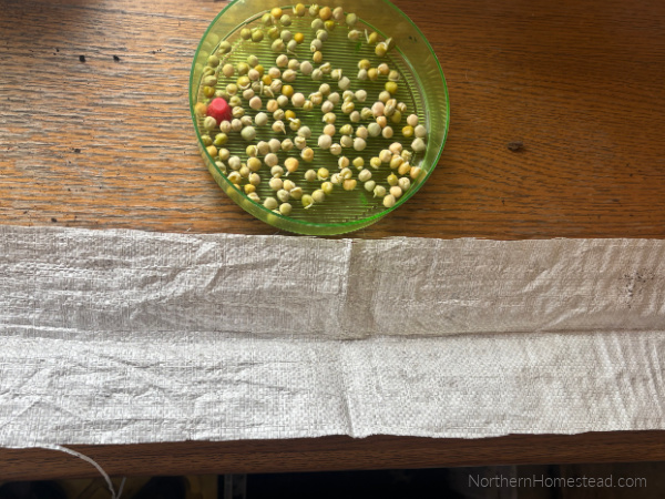 Seed Snails for Seed Starting