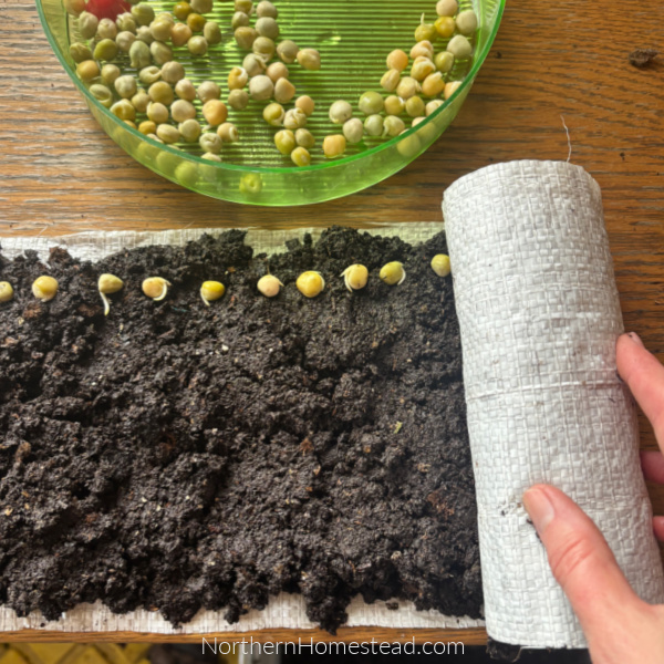 Seed Snails for Seed Starting