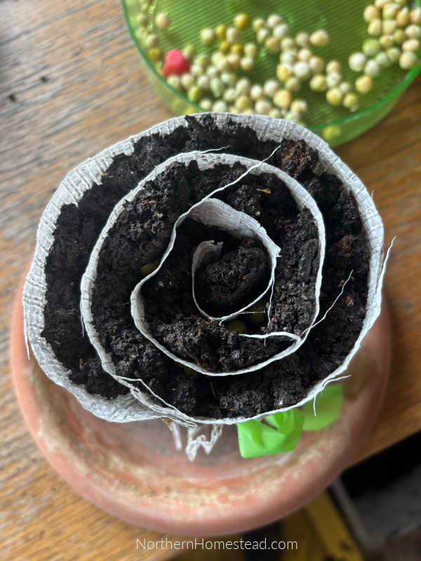 Seed Snails for Seed Starting