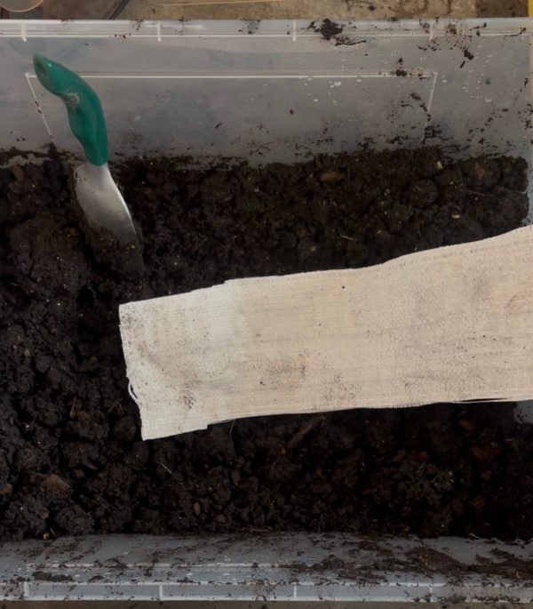 Seed Snails for Seed Starting