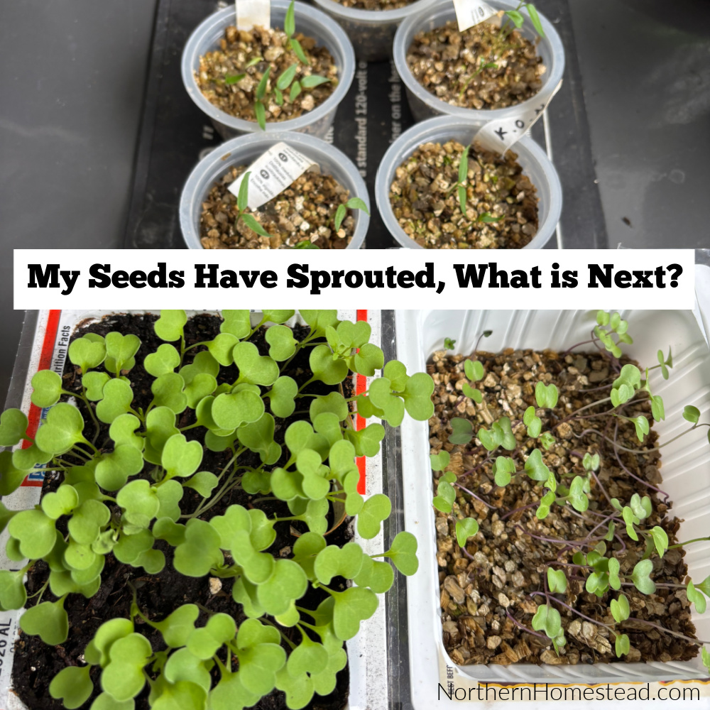 My seeds have sprouted. What is next? Essential care for seedlings: Growth tips and transplanting methods.
