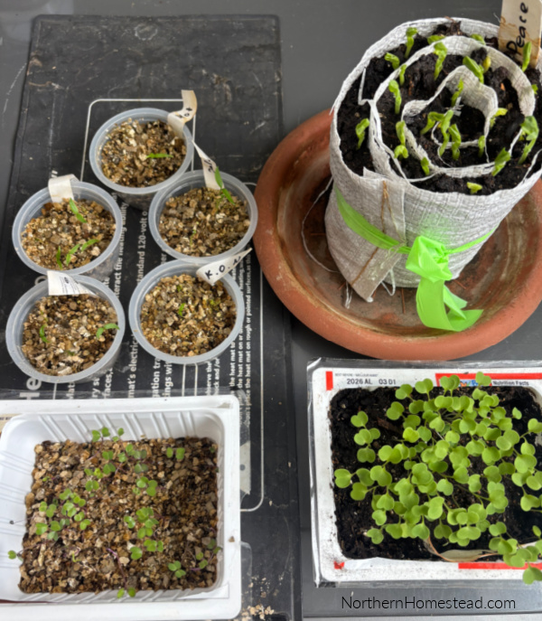 My seeds have sprouted. What is next?