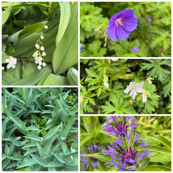 Low-Maintenance Landscaping: A Guide to Transforming Your Front Yard