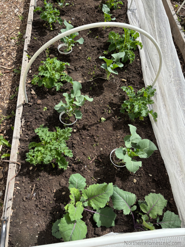 Gardening in June
