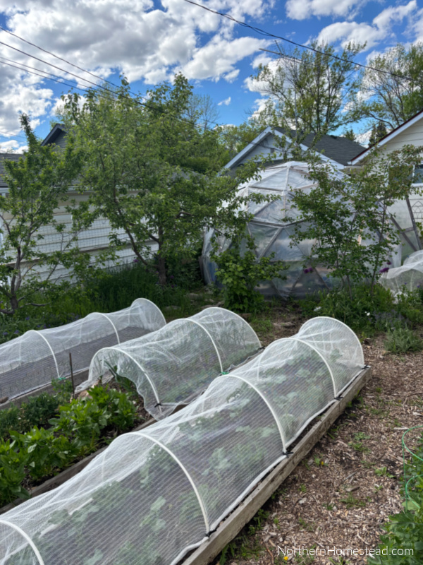 Surviving June: Tips for Thriving in a Challenging Gardening Month