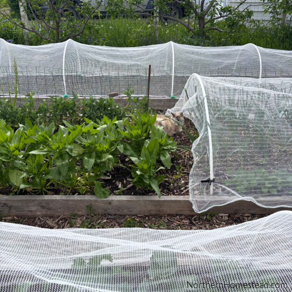 Surviving June: Tips for Thriving in a Challenging Gardening Month