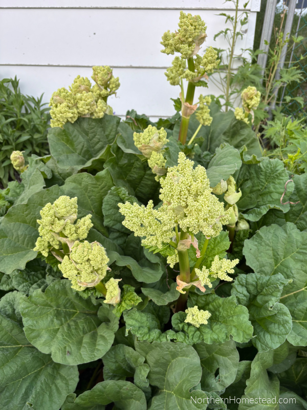A Guide to Growing, Harvesting, and Cooking with Rhubarb