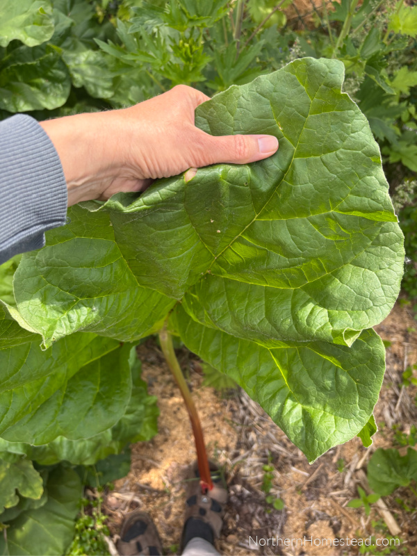 A Guide to Growing, Harvesting, and Cooking with Rhubarb