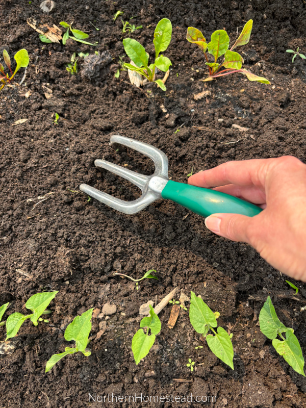 Hoeing vs. Mulching