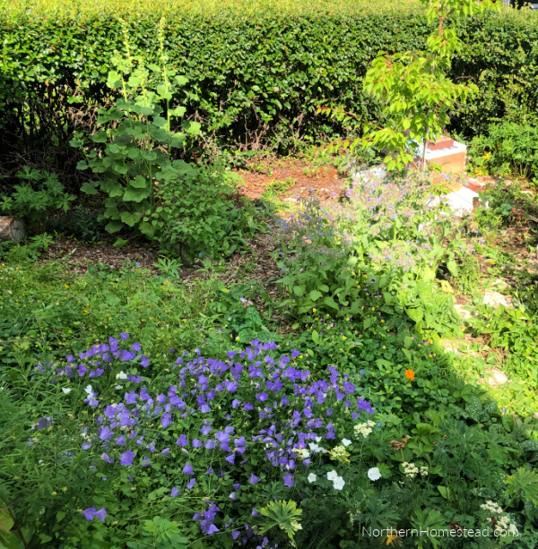 Low-Maintenance Landscaping: A Guide to Transforming Your Front Yard