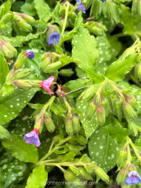 Low-Maintenance Landscaping: A Guide to Transforming Your Front Yard