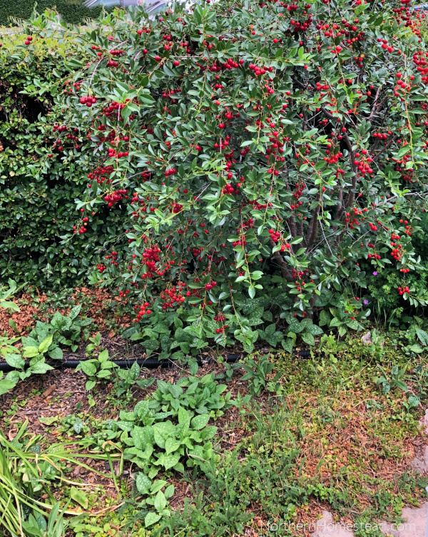 Low-Maintenance Landscaping: A Guide to Transforming Your Front Yard
