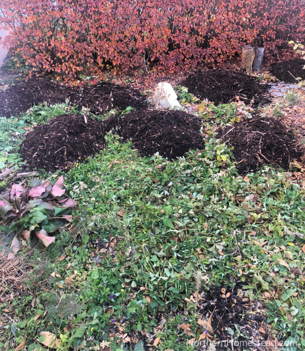 Low-Maintenance Landscaping: A Guide to Transforming Your Front Yard