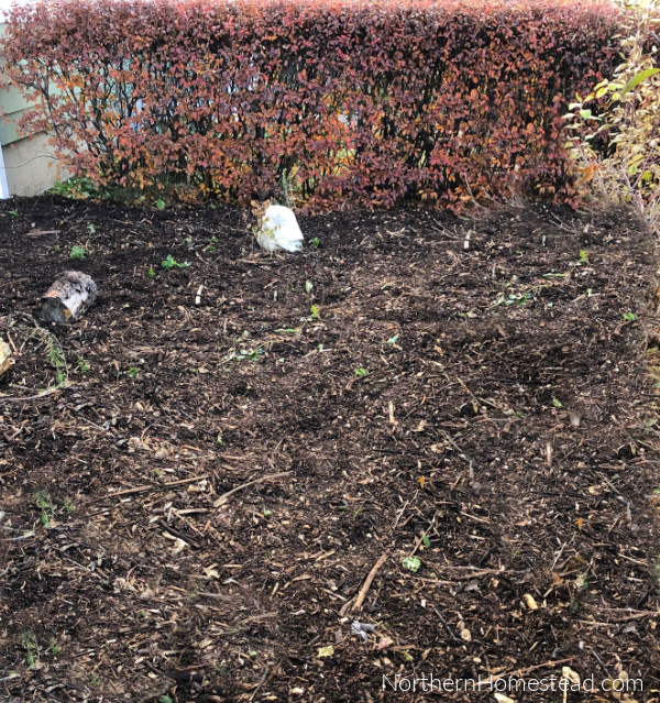 Low-Maintenance Landscaping: A Guide to Transforming Your Front Yard