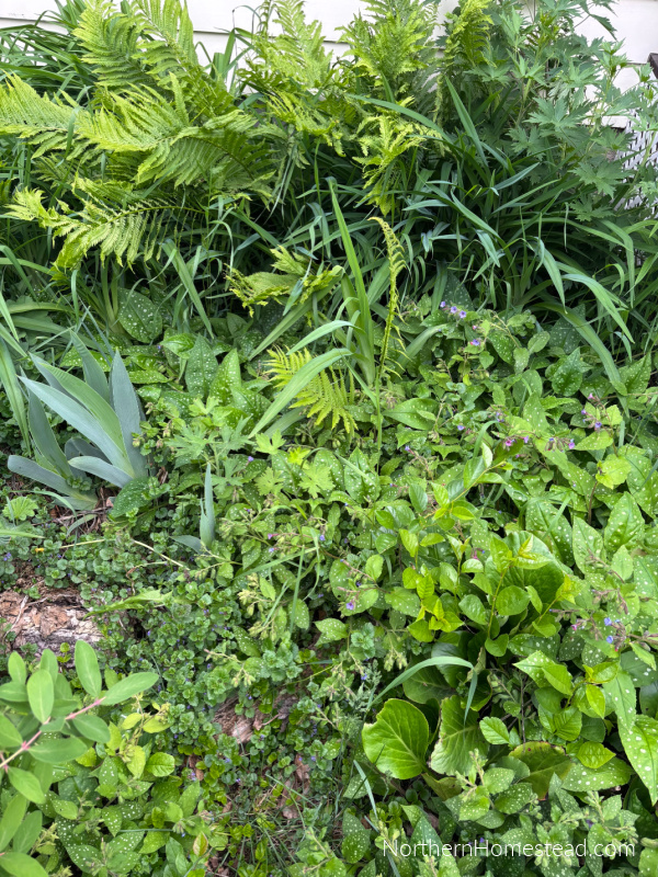 Low-Maintenance Landscaping: A Guide to Transforming Your Front Yard