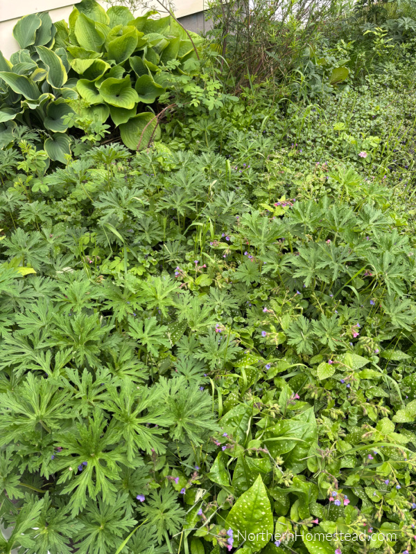 Low-Maintenance Landscaping: A Guide to Transforming Your Front Yard