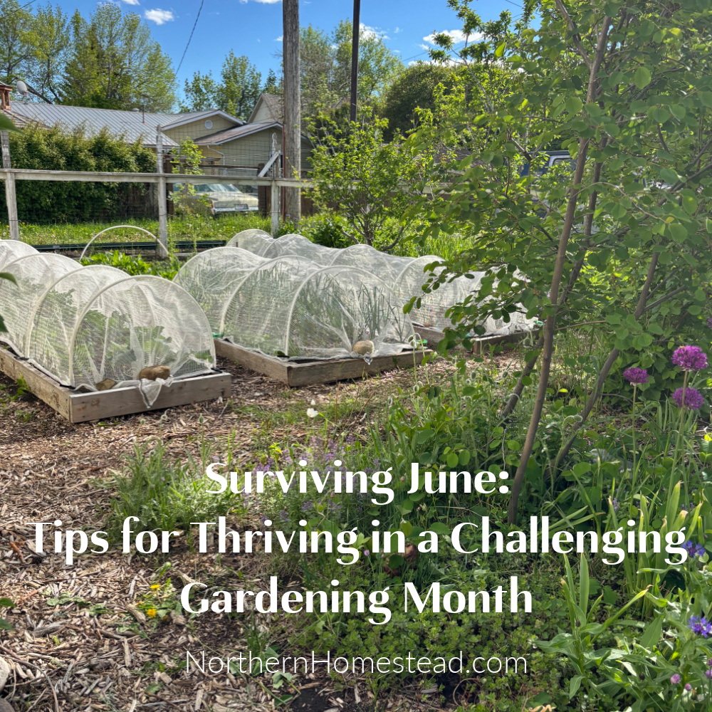 Surviving June: Tips for Thriving in a Challenging Gardening Month