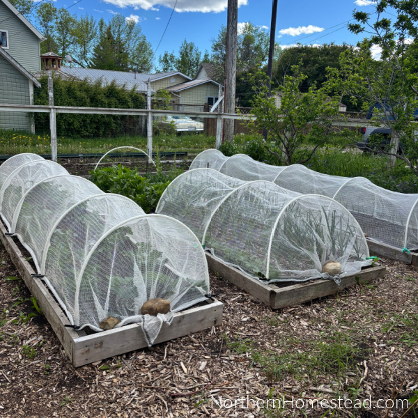 Surviving June: Tips for Thriving in a Challenging Gardening Month