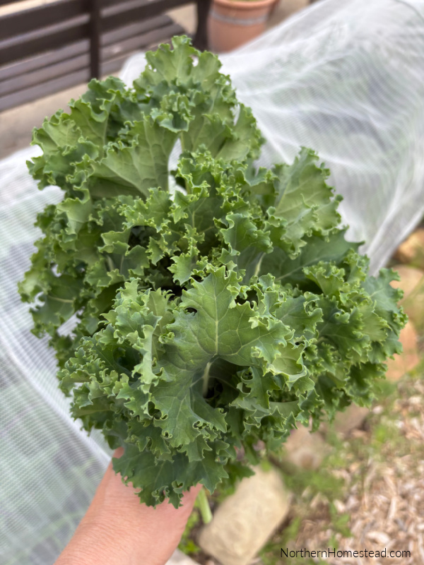 Deliciously Crunchy Kale Chips: Transforming Surplus into a Snack!