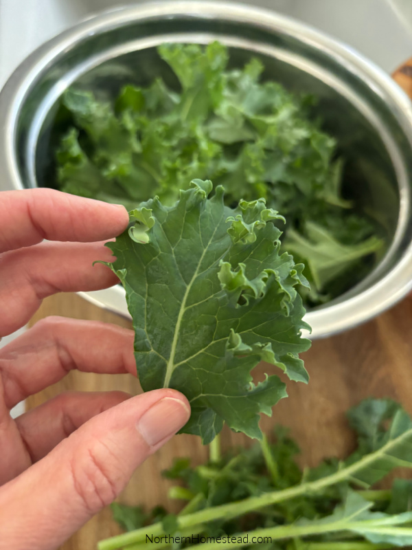 Deliciously Crunchy Kale Chips: Transforming Surplus into a Snack!