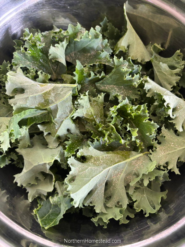 Deliciously Crunchy Kale Chips: Transforming Surplus into a Snack!