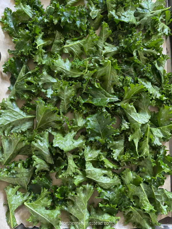 Deliciously Crunchy Kale Chips: Transforming Surplus into a Snack!