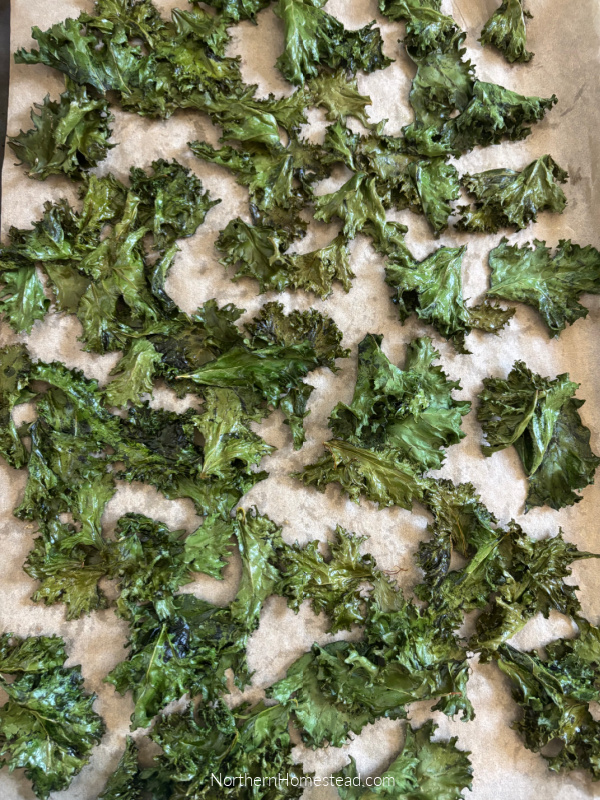 Deliciously Crunchy Kale Chips: Transforming Surplus into a Snack!