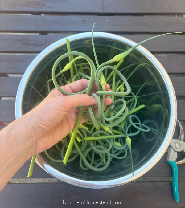 Pickled Garlic Scapes