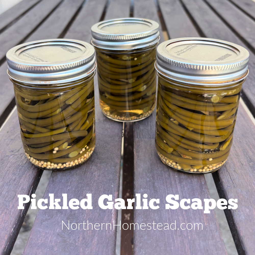Pickled Garlic Scapes