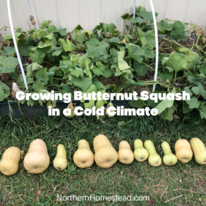 Growing Butternut Squash in a Cold Climate: Tips for a Bountiful Harvest