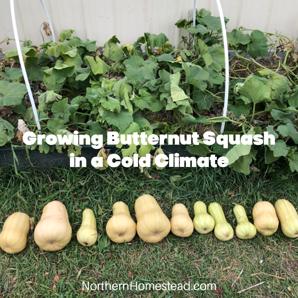 Growing Butternut Squash in a Cold Climate: Tips for a Bountiful Harvest