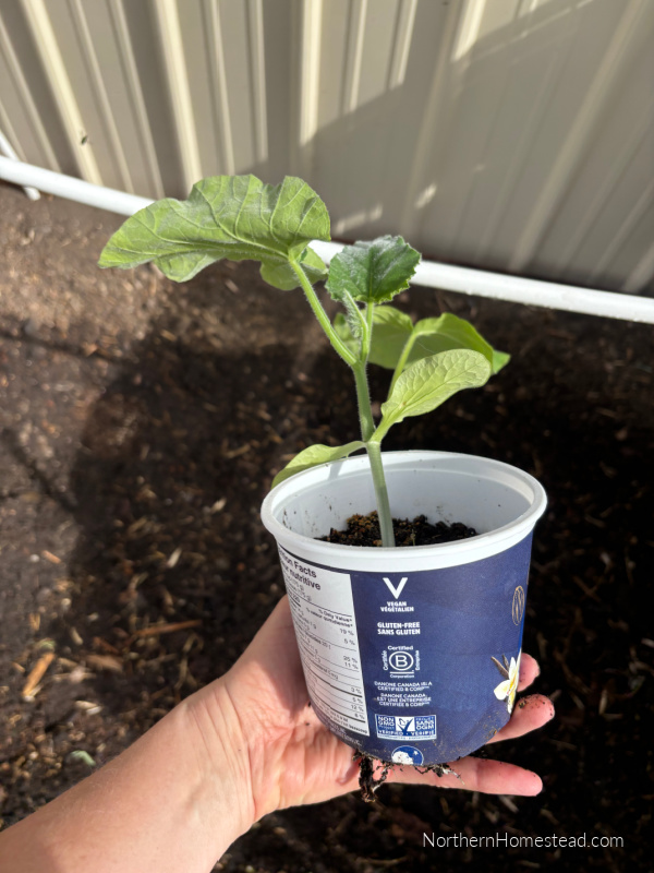 Growing Butternut Squash in a Cold Climate: Tips for a Bountiful Harvest
