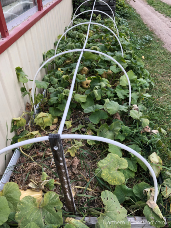 Growing Butternut Squash in a Cold Climate: Tips for a Bountiful Harvest