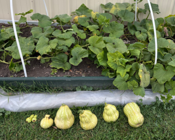 Growing butternut squash