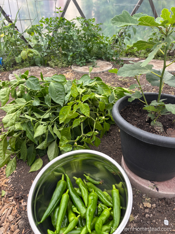 Harvesting Your Bounty in a Short Growing Season.
