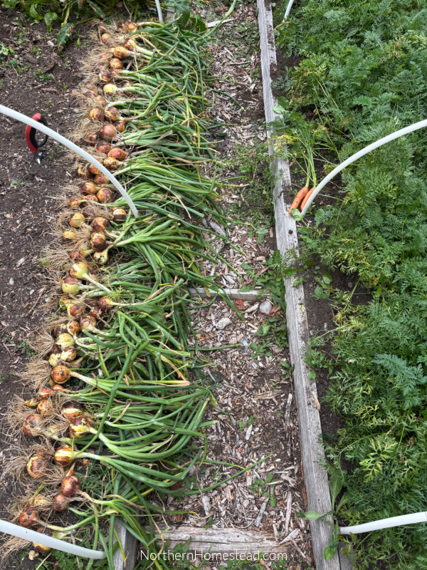 Harvesting Your Bounty in a Short Growing Season.