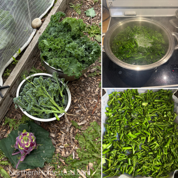 Harvesting Your Bounty in a Short Growing Season.