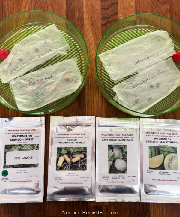 Growing Butternut Squash in a Cold Climate: Tips for a Bountiful Harvest