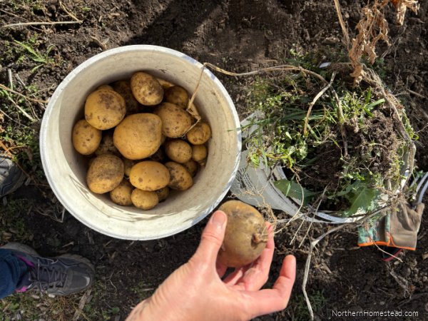 End-of-Season garden update for 2026