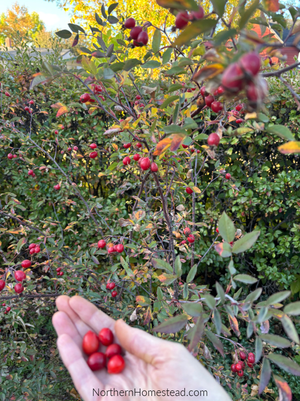 End-of-Season garden update for 2026