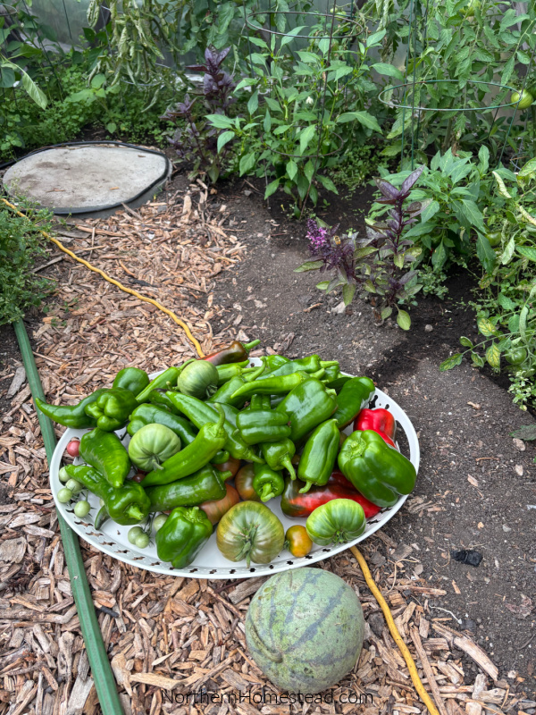 End-of-Season garden update for 2026