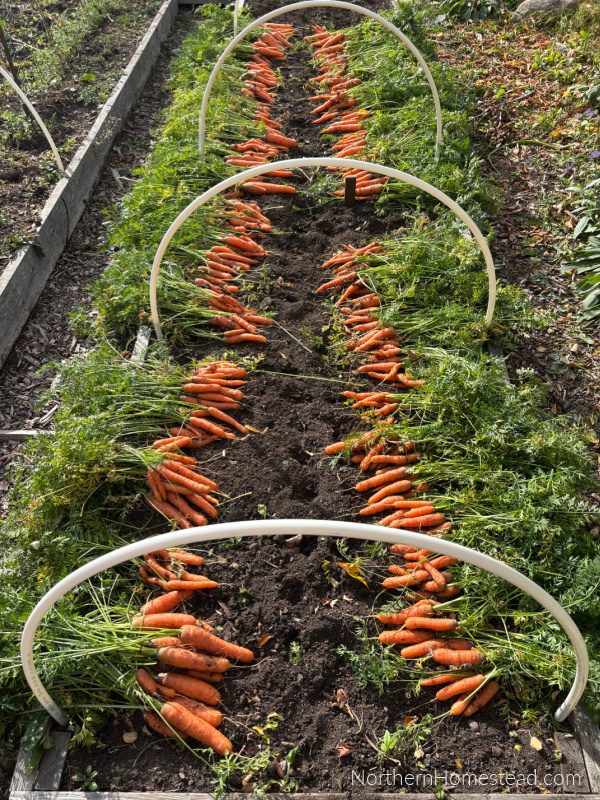 End-of-Season garden update for 2026