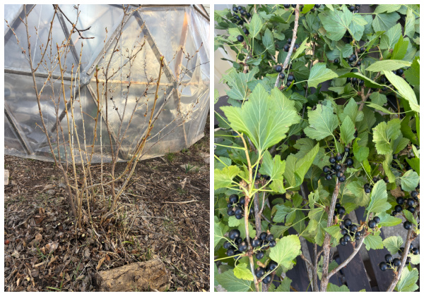 End-of-Season garden update for 2026