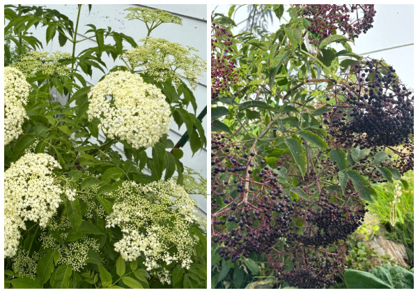 End-of-Season garden update for 2026